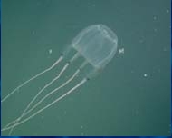 Photo:L.-A. Gershwin; Visit her jellyfish site